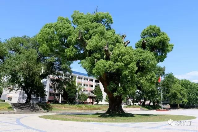 福建2017年度五大学科奥赛成绩单公布，长汀一中等全市3所学校上榜，为母校点赞吧