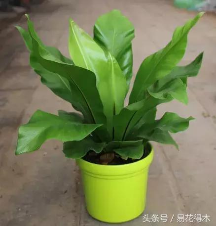 鸟巢蕨叶片发黄是什么原因,鸟巢蕨叶片怎么养护