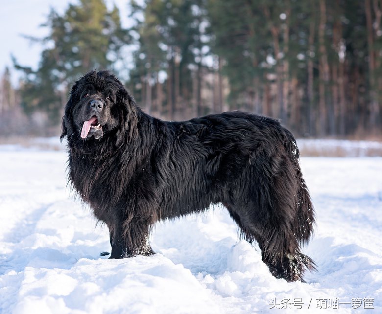最聪明的中小型狗狗品种排行,攻击性最强的狗狗品种排名