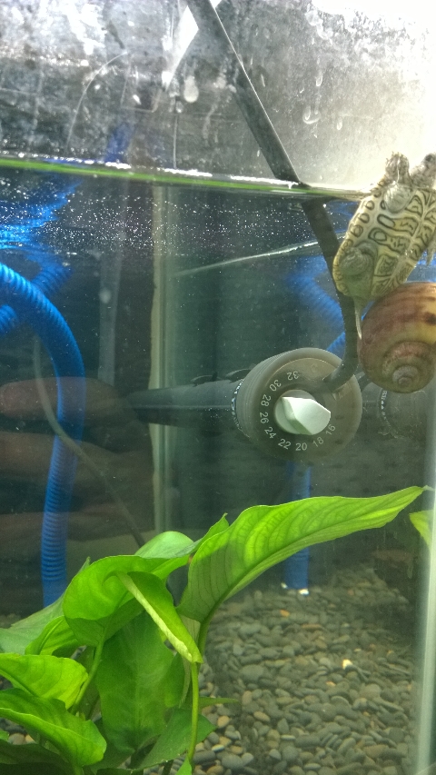 巨头蛋龟饲养环境造景,养龟养鱼生态缸