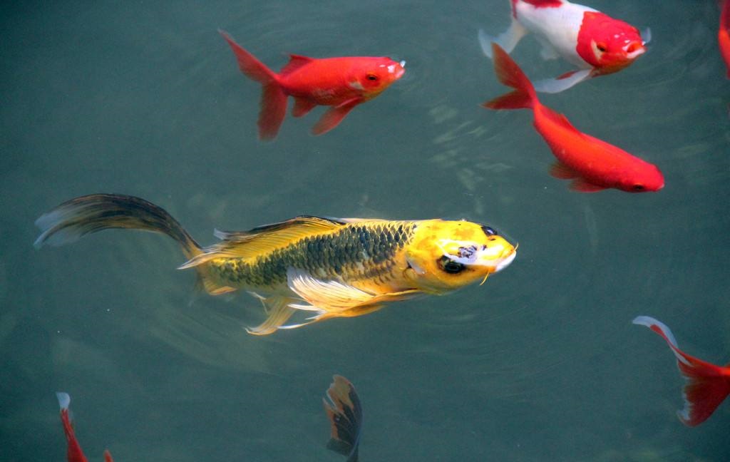 锦鲤养殖发家致富,养殖锦鲤能挣钱吗现在多少钱