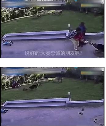 男童遭2恶犬轮番撕咬全身40处受伤,孩子被恶犬撕咬惨遭身亡