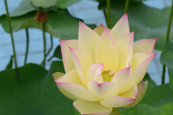 碗莲的正确种植方法和用什么肥,种植碗莲有机肥可以做底肥吗