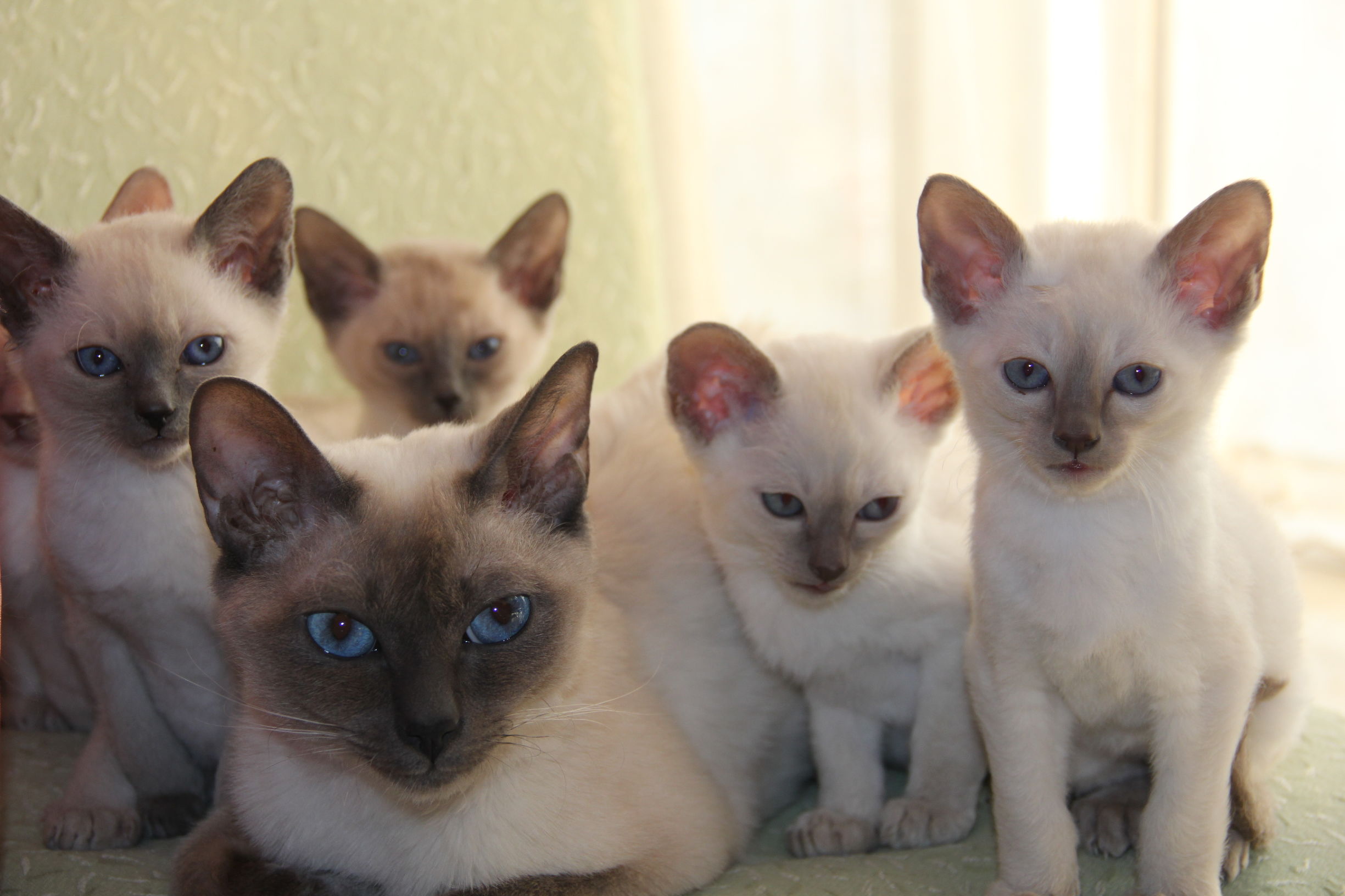 Cats愛初心Bengal家，独一无二卷毛暹罗猫