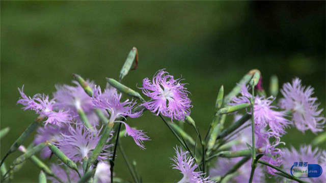 小康每日一说：癃闭是怎么一回事？可以用清淋颗粒来治疗吗？