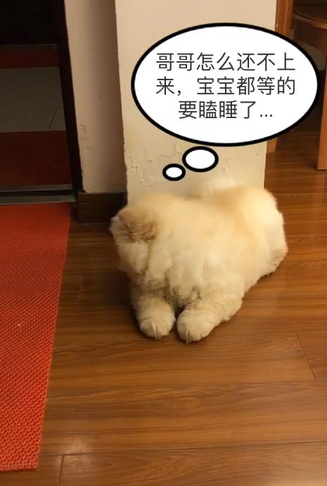 被大狗咬的小松狮,小松狮被一群狗撕咬