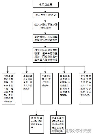益生元改善胃肠道微生态平衡的原理