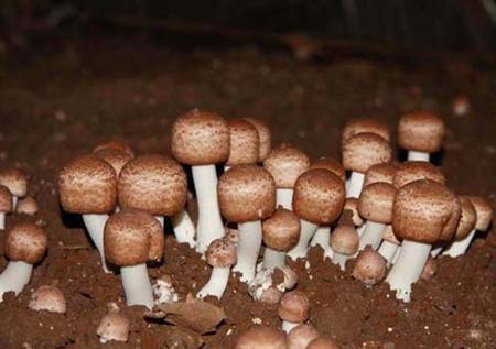 一年采收18次，一个大棚每年增收5万块，是农民见效快的致富项目