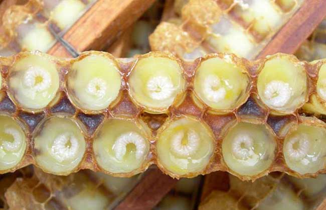 正宗东北蜂王浆冻干粉多少钱一斤,蜂王浆是正宗的吗