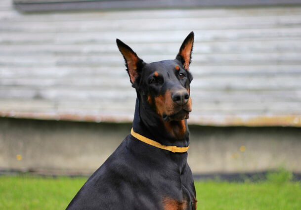 犬类品种大全杜宾犬,犬种百科之安纳托利亚牧羊犬