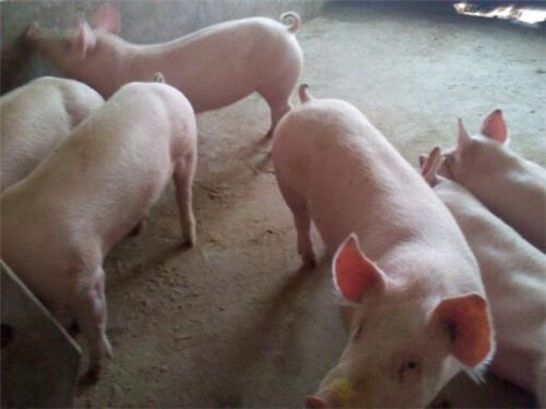猪水泡病是人畜共患病吗,猪水泡病是什么症状