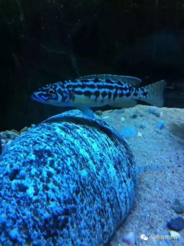 「鱼标本戏说非洲慈鲷」第二章:威严庄重的坦湖酋长——大型炮弹