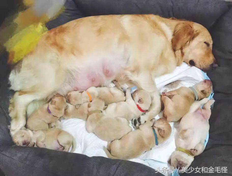 狗分娩时注意事项,狗妈妈分娩之后吃什么