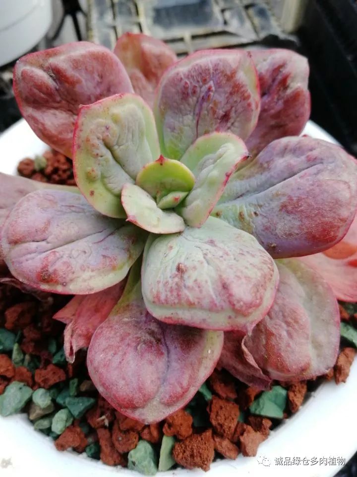 秀肉肉｜在景天的道路是越走越变态