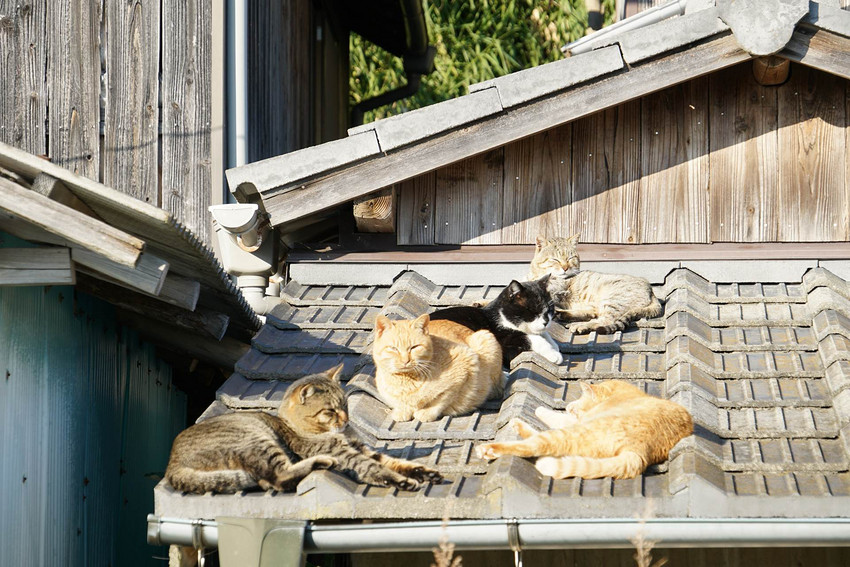 星球·探索｜日本十大萌宠大放送