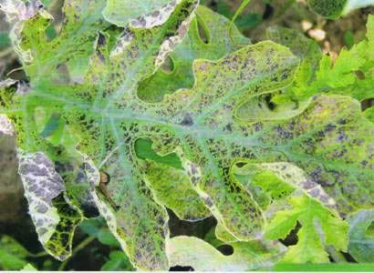 农作物灰霉病怎么防治,作物黑腐病