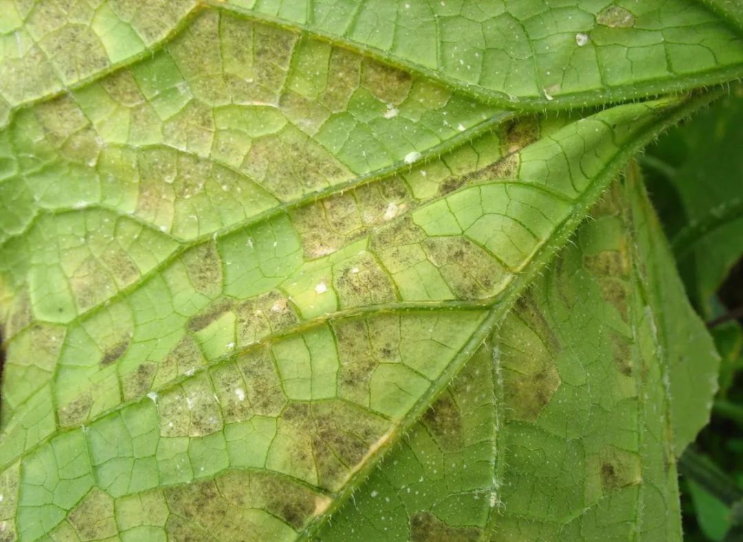 农作物灰霉病怎么防治,作物黑腐病