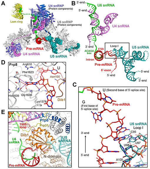 开年新篇！施一公团队Science再发剪接体新成果