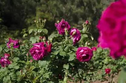 云南玫瑰基地攻略,伟大的五一