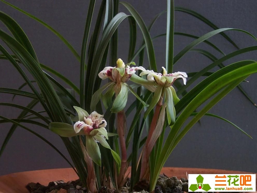 春兰四喜多少钱一盆,春兰四喜蝶优缺点