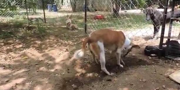 狗狗头上长大脓包是怎么回事,狗狗头部水肿它会自然好吗