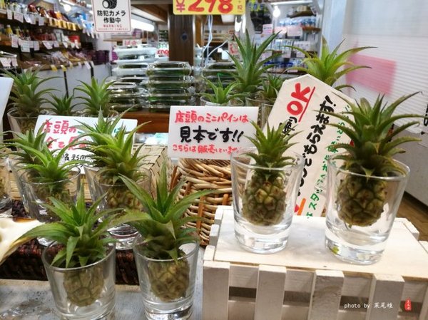 珊瑚海日本,陪你去看海底世界