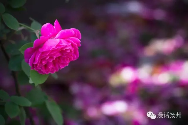 狂风过后蓝天白云天上飘,狂风过后晴空万里