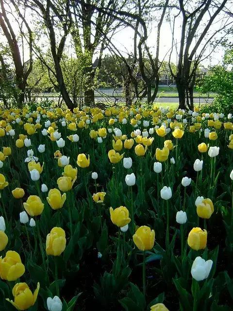 郁金香花节,全世界最大的郁金香