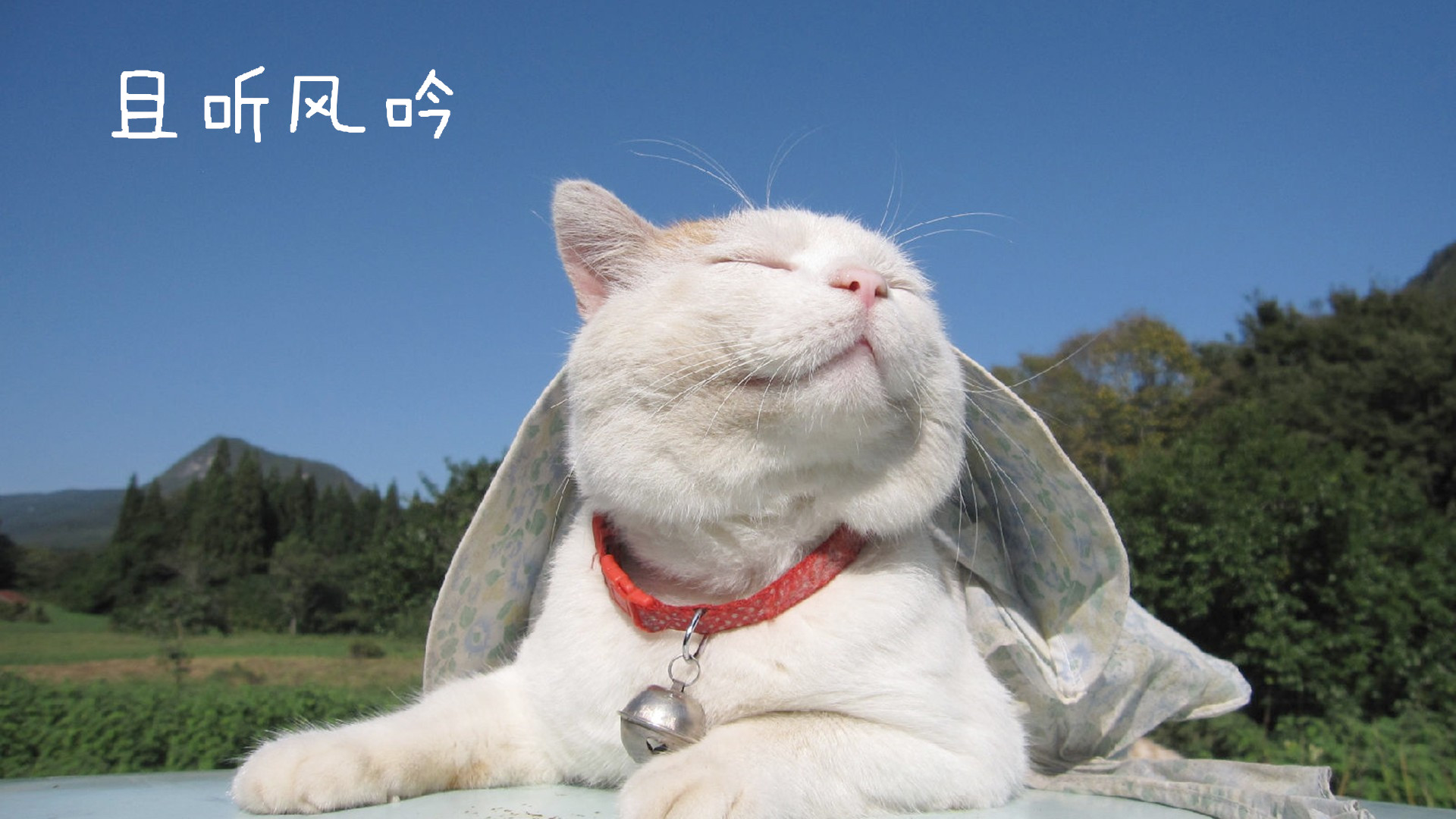 猫为什么爱鱼呢,猫为什么对我嘶吼