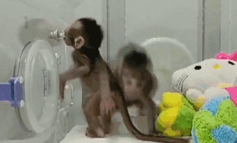 克隆猴成功的视频,两只克隆猴在中国诞生