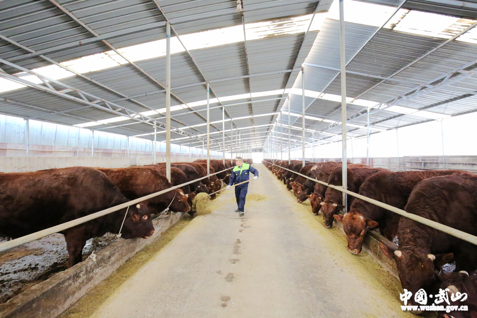 武山通济牧业有限责任公司供港澳秦川牛武山基地揭牌