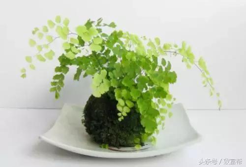 微盆景拍卖,卖小微盆景的利润