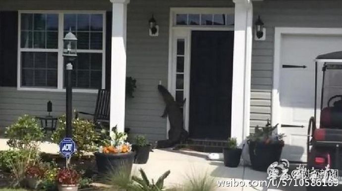 新闻龙门阵｜遭泼狗血！这个新郎太惨了，我宁愿单身到老