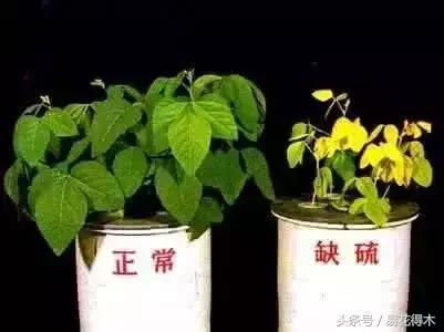 花卉黄叶怎么处理最简单的方法,让花卉快速生长不黄叶的小方法