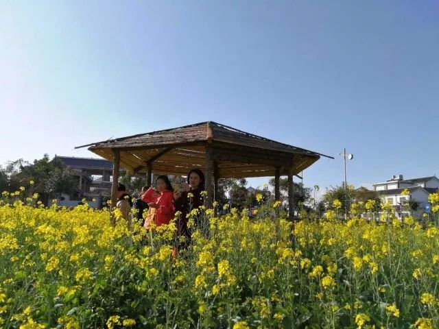 尼苏油菜花,快来打卡油菜花