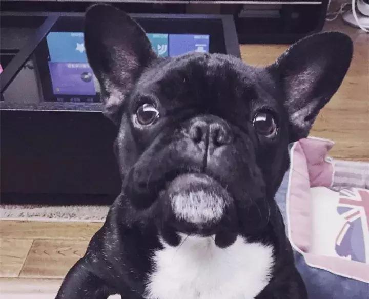 斗牛犬眼睛长出一层白膜怎么治？