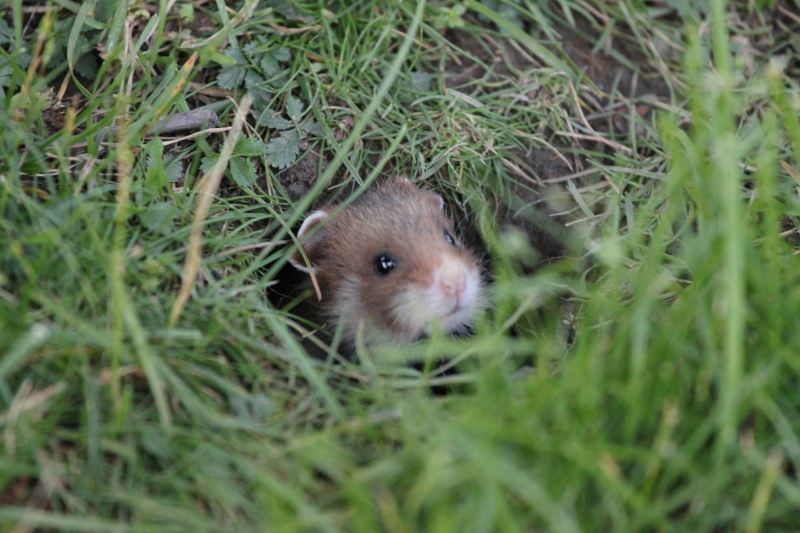 仓鼠为什么在晚上活动,仓鼠晚上几点活动