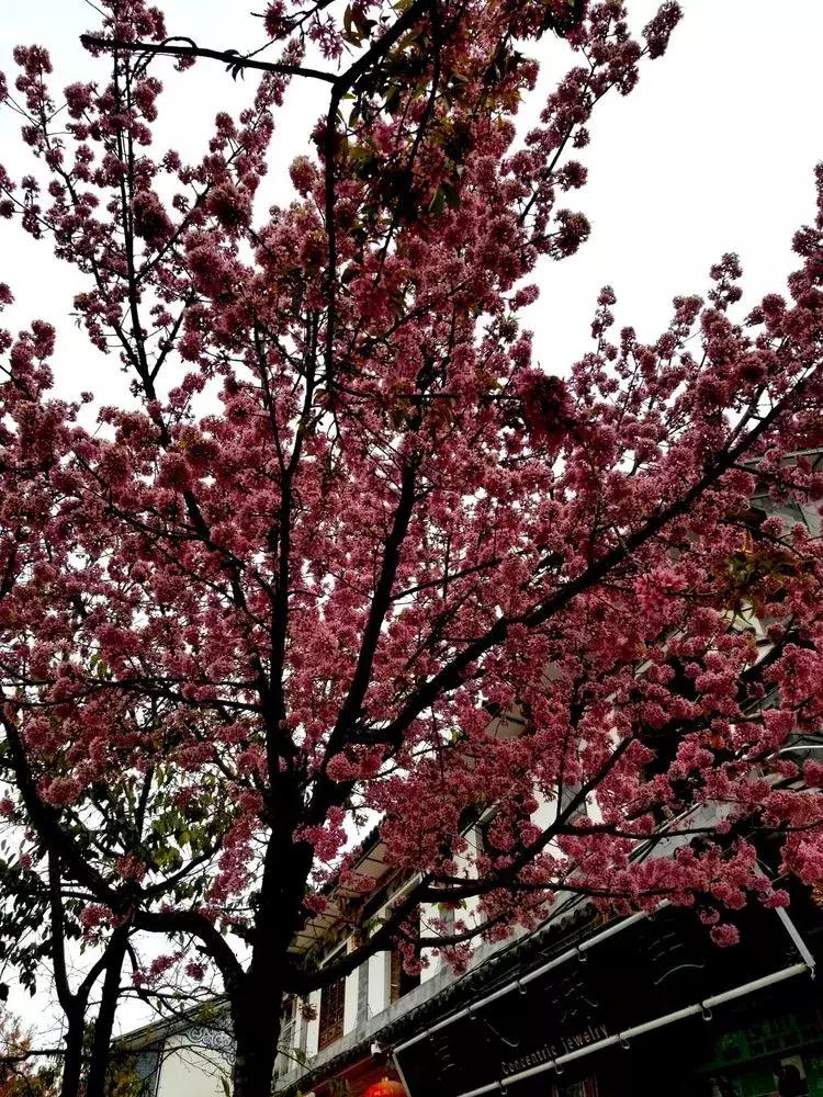 与大理古城最后一晚的邂逅,与大理的第五次相遇