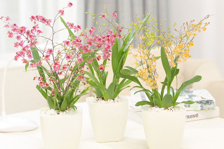 富贵大气的十种花,马上要开花的富贵花