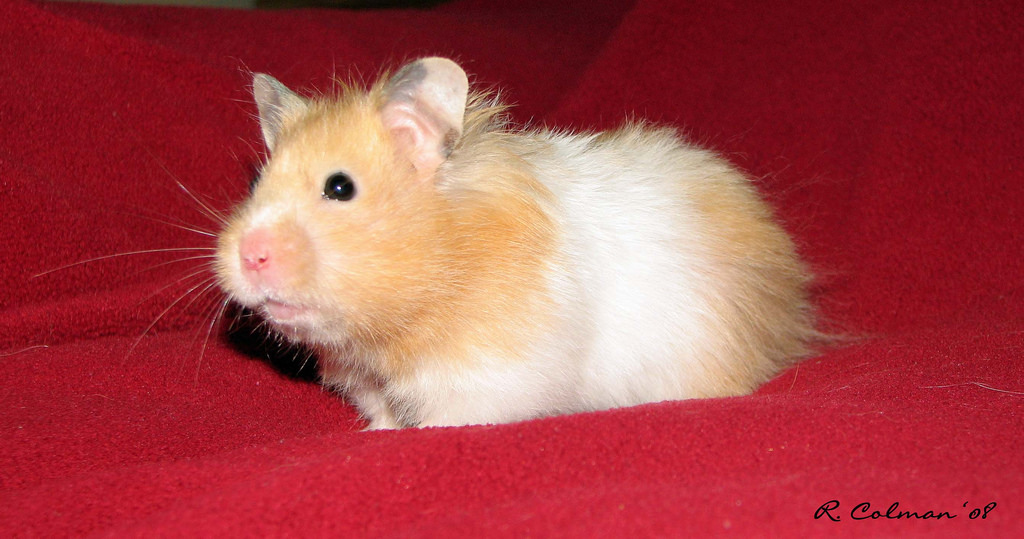 仓鼠为什么在晚上活动,仓鼠晚上几点活动