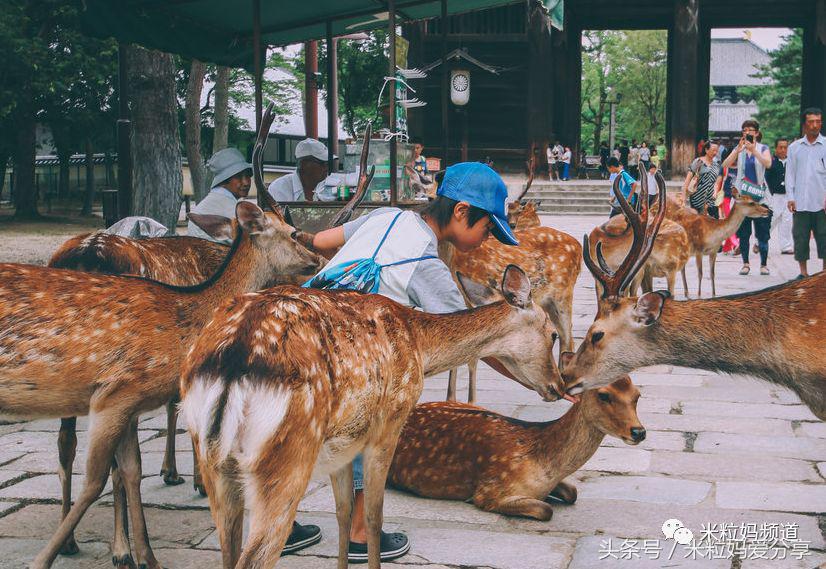 亲子游出境自由行,亲子游建议去的十个城市