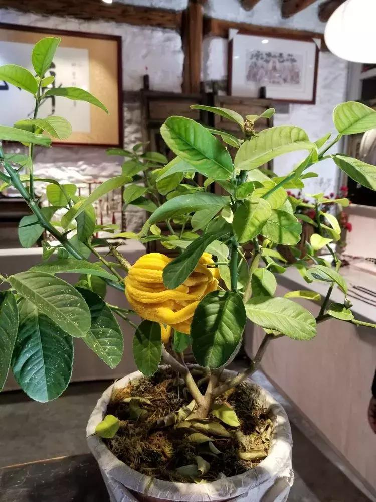 与大理古城最后一晚的邂逅,与大理的第五次相遇