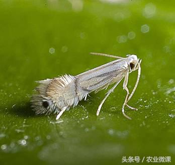 橘树生虫用什么药防治,八种害虫