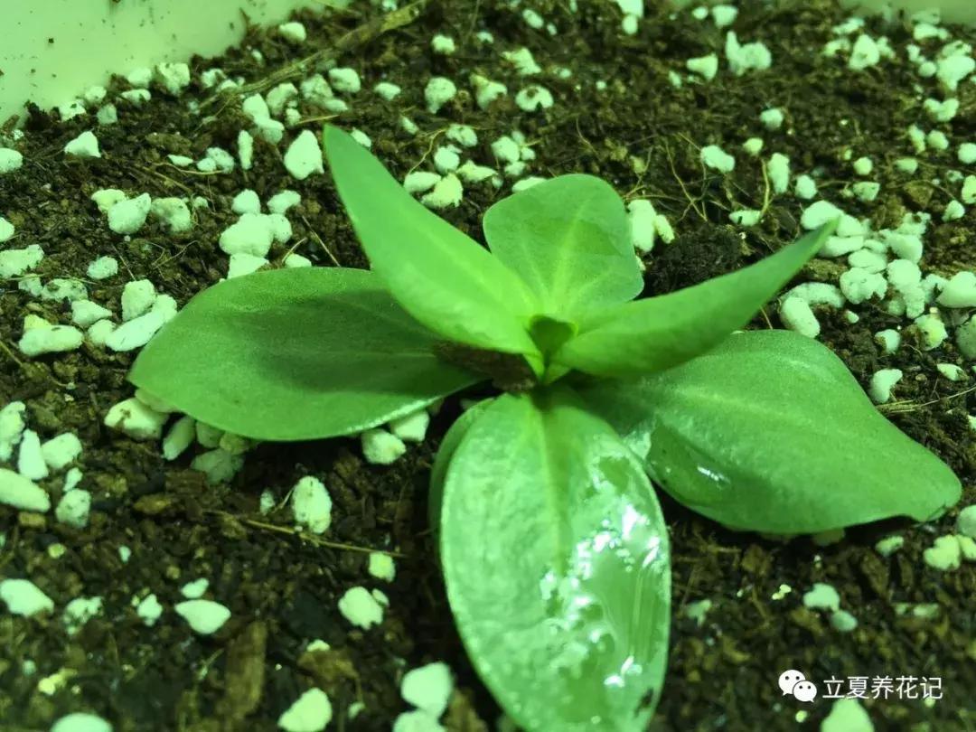 怎样才能养好花,怎样才可以养好花