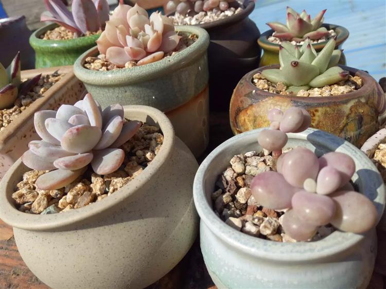 天台上露养多肉,多肉天台露养视频