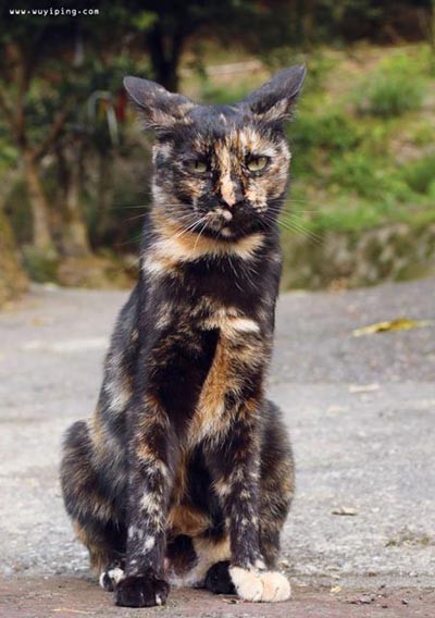 三花猫和玳瑁猫在猫界哪个更美,三花猫是什么动物