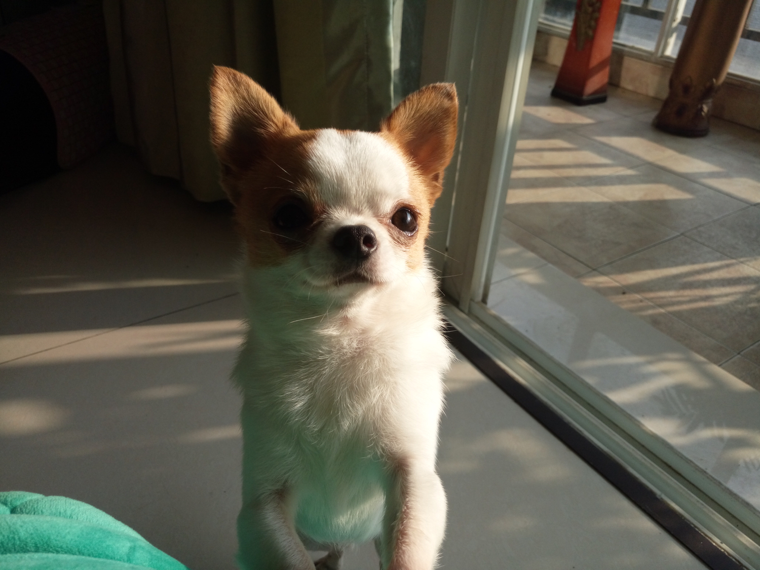 吉娃娃好养吗有哪些缺点,吉娃娃咬人不想养了