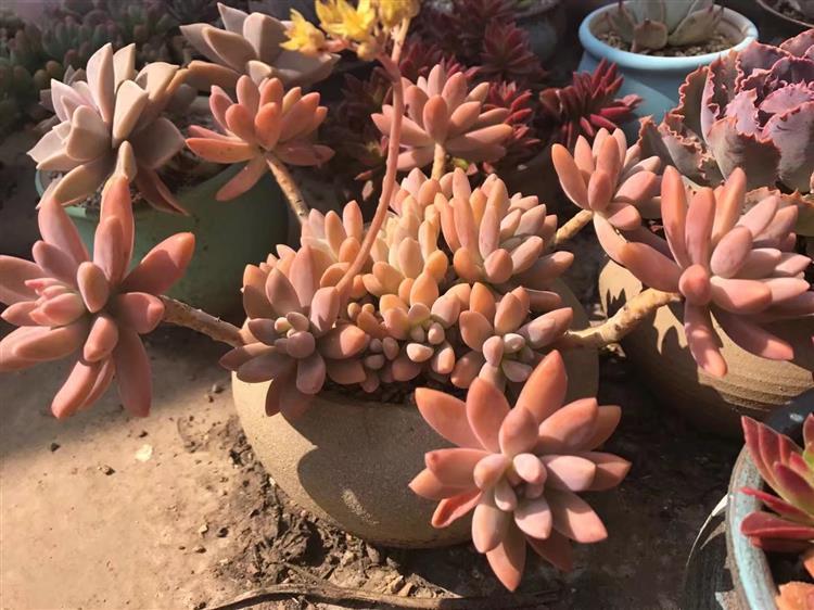 天台上露养多肉,多肉天台露养视频