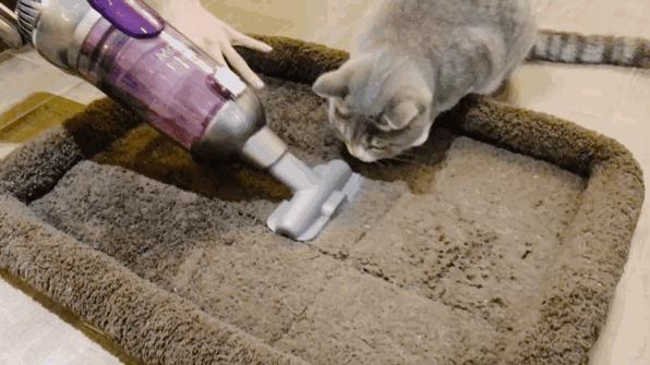 猫奴必做攻略,猫奴必看喵星人