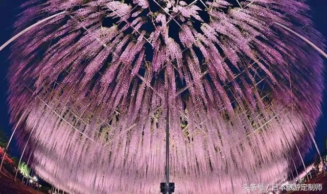 日本浪漫樱花之旅,日本樱花之旅